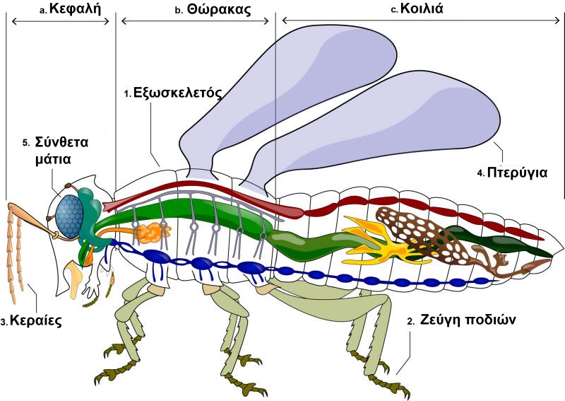 Ανατομία εντόμου, αναγνώριση του κεφαλιού (μπροστινό τμήμα), του θώρακα (μέση) και της κοιλιάς (πίσω τμήμα) ενός εντόμου.  Στο διάγραμμα επισημαίνονται: 1) Ο εξωσκελετός, ένα συμπαγές σκούρο περίγραμμα.  2) τρία ζεύγη τμηματικών ποδιών.  3) Δύο μακριές κίτρινες, λεπτές κεραίες που εκτείνονται από το κεφάλι του εντόμου.  4) Ένα σετ δύο στρογγυλεμένων φτερών στην πλάτη του εντόμου.  5) Οβάλ μάτια που αποτελούνται από πολλά μικρά εξαγωνικά μέρη.